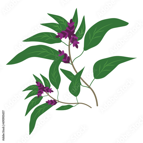 Drawing tulsi, holy basil, Ocimum tenuiflorum, hand drawn. トゥルシー、ホーリーバジル、オシマム・テヌイフロラム、手描きを描きます。