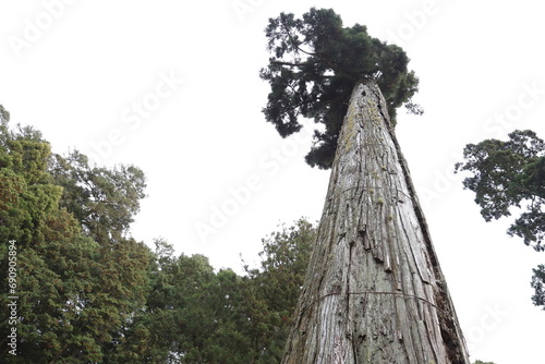 神社で見る真直ぐ上の昇る神が宿る杉の大木 © nowa
