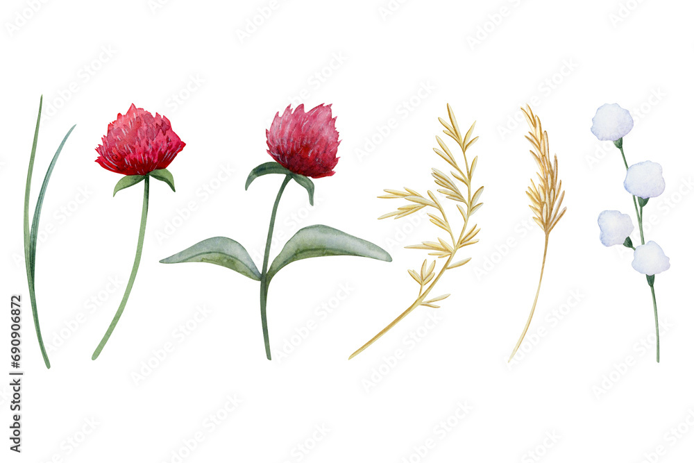 Red clover flowers and field grass watercolor illustration set isolated on white background. Botanical wildflowers clipart for spring and summer floral designs and rustic weddings