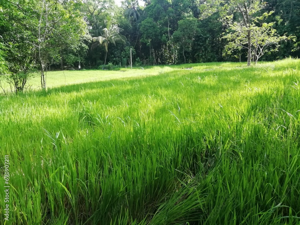 green paddy field green paddy field