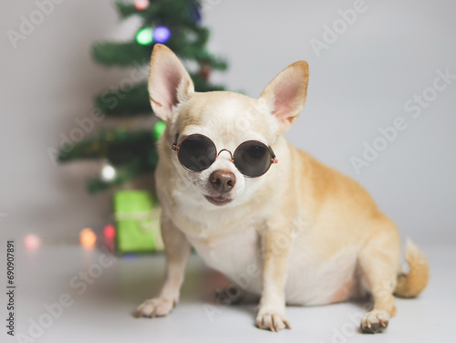 brown short hair chihuahua dog wearing sunglasses sitting on white background with Christmas tree,  gift boxes.