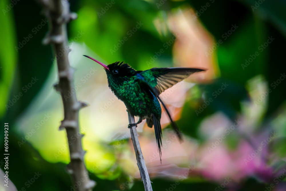 Hummingbird close up in Jamaica Hummingbird close up in Jamaica