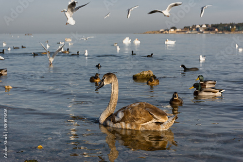 Seagulls swans ducks sea beach. A large group of birds flew away to winter in warm seas. The moment the movement takes off. Various marine fauna feed in shallow water. Portraits of migratory birds