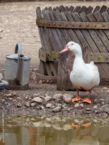 pato blanco con pico y patas naranjas en una granja 