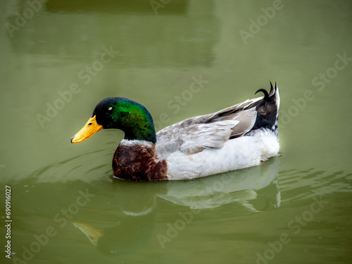 pato de cuello verde  nadando en un charca en una granja
