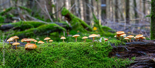 Fototapeta Naklejka Na Ścianę i Meble -  Wide panorama with mushrooms growing on a log covered with moss