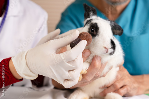 white rabbit is scary due to scientist doctor brushing chemical ingredients on skin in hospital lab, veterinarian researcher do animal experiment testing for drugs treatments and cosmetics concept