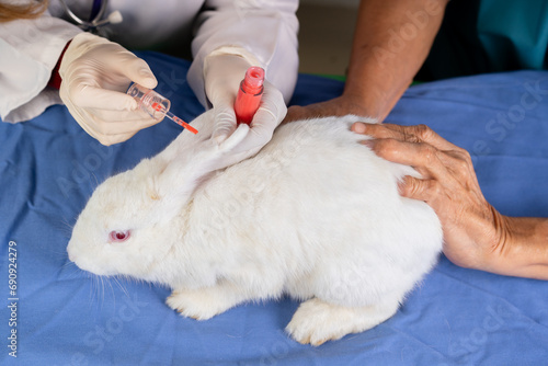 top view of white rabbit scary due to scientist doctor brushing chemical ingredients on skin in hospital lab, veterinarian researcher do animal experiment testing for drugs treatments cosmetics