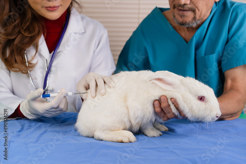 Fototapeta Naklejka Na Ścianę i Meble -  Veterinarian implants microchip under the rabbit's skin to follow up on medical history and access health information, scientist researcher do animal experiment testing for drugs and treatments