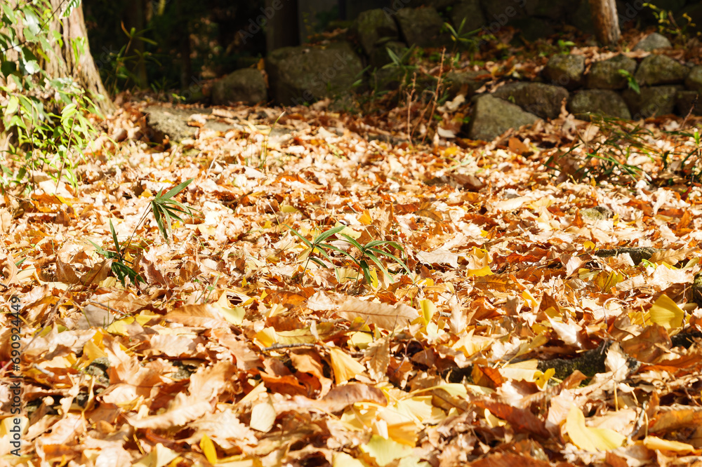 Many ginkgo leaves on the ground, the end of autumn Many ginkgo leaves on the ground, the end of autumn