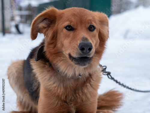 Fototapeta Naklejka Na Ścianę i Meble -  Portrait dog on leash in yard in winter