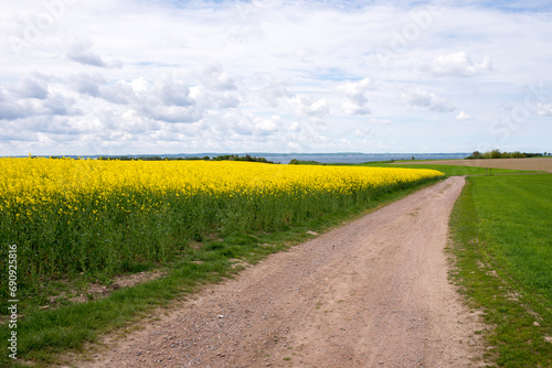 Beautiful landscape on the island Ven in Sweden with yellow flowering rapeseed field and field road photo