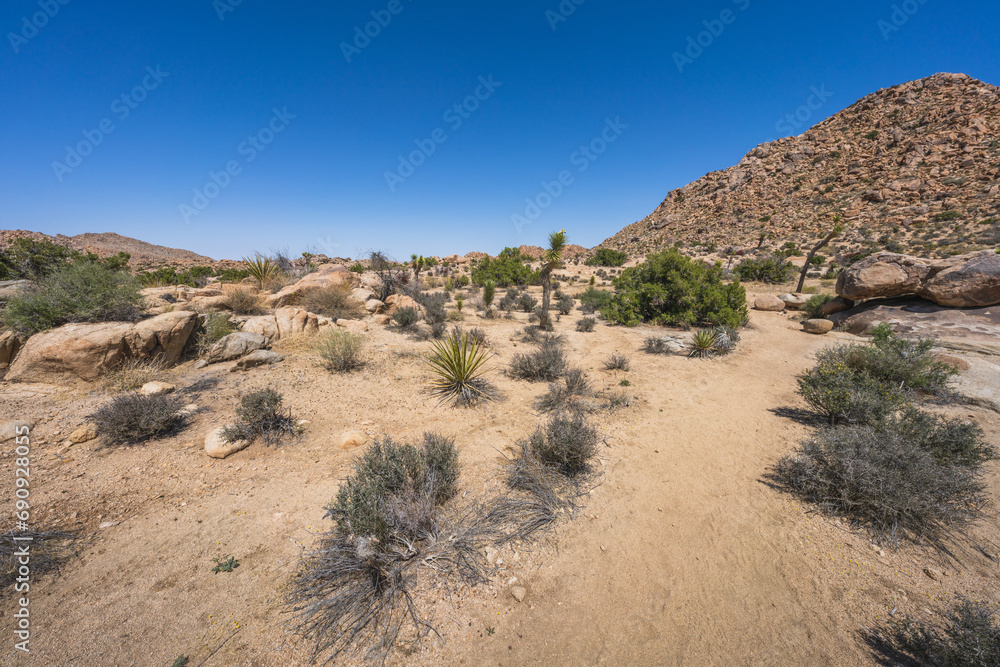 hiking the lost horse mine loop trail in joshua tree national park, california, usa