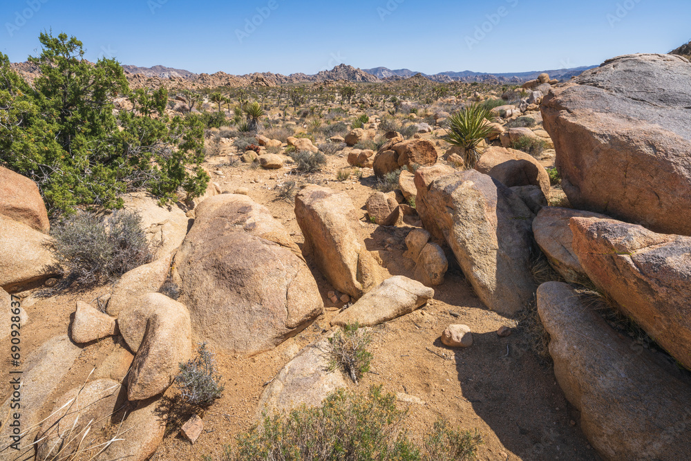 hiking the lost horse mine loop trail in joshua tree national park, california, usa hiking the lost horse mine loop trail in joshua tree national park, california, usa