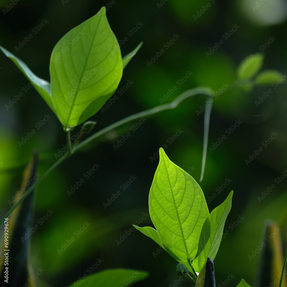 Fresh green leaves nature background Fresh green leaves nature background