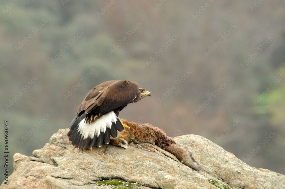 Fototapeta premium Aguila real en la sierra abulense en Otoño