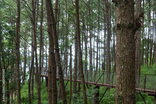 Fototapeta Naklejka Na Ścianę i Meble -  Tranquil Greenery in Old-Growth Forest