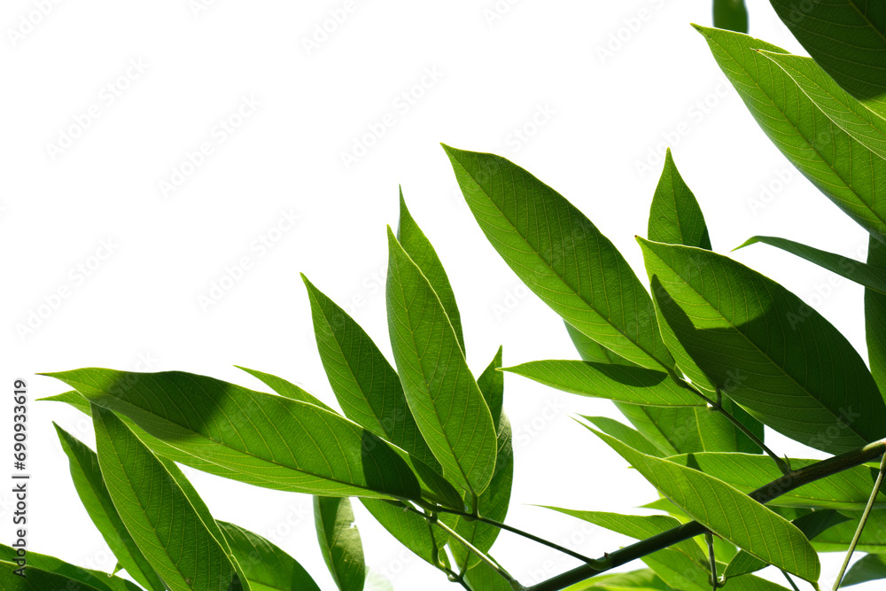 Green leave isolated on white background Green leave isolated on white background