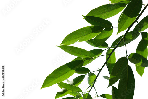 Green leave isolated on white background