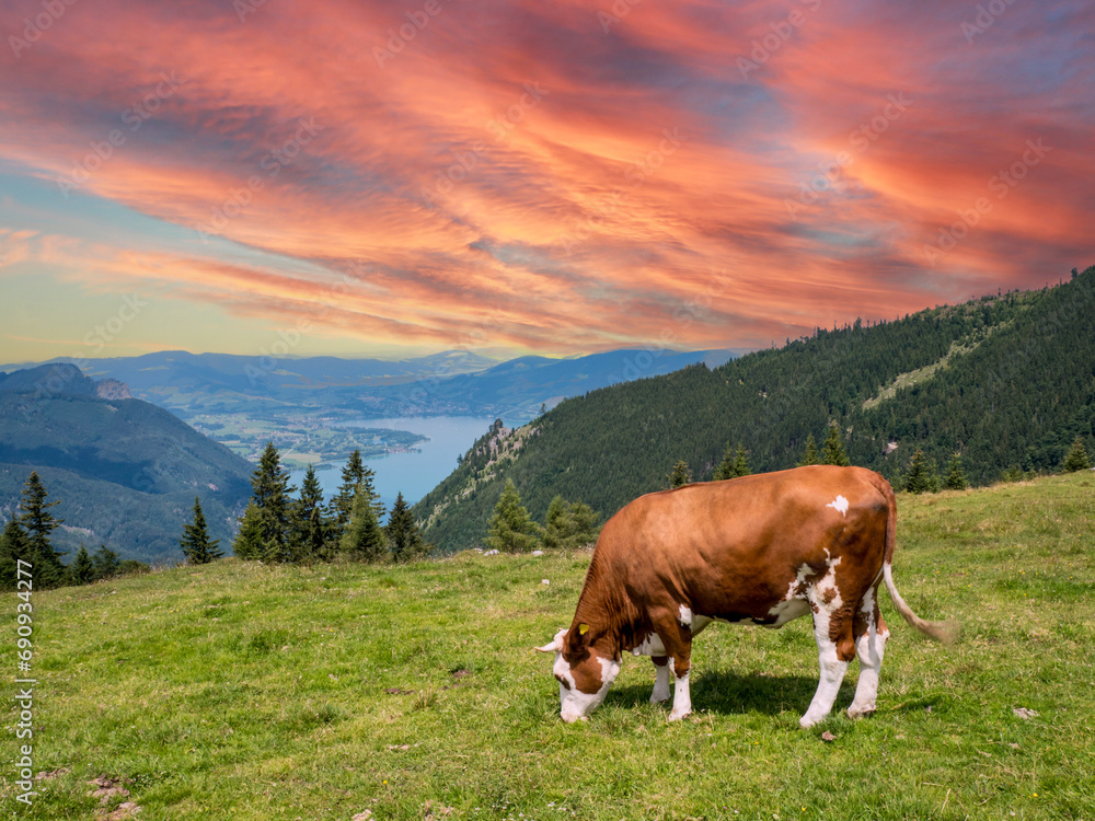 Cow in the Austria Alps