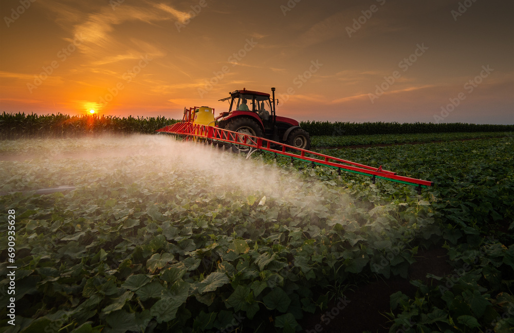 Fototapeta premium Tractor spraying vegetable field in sunset.
