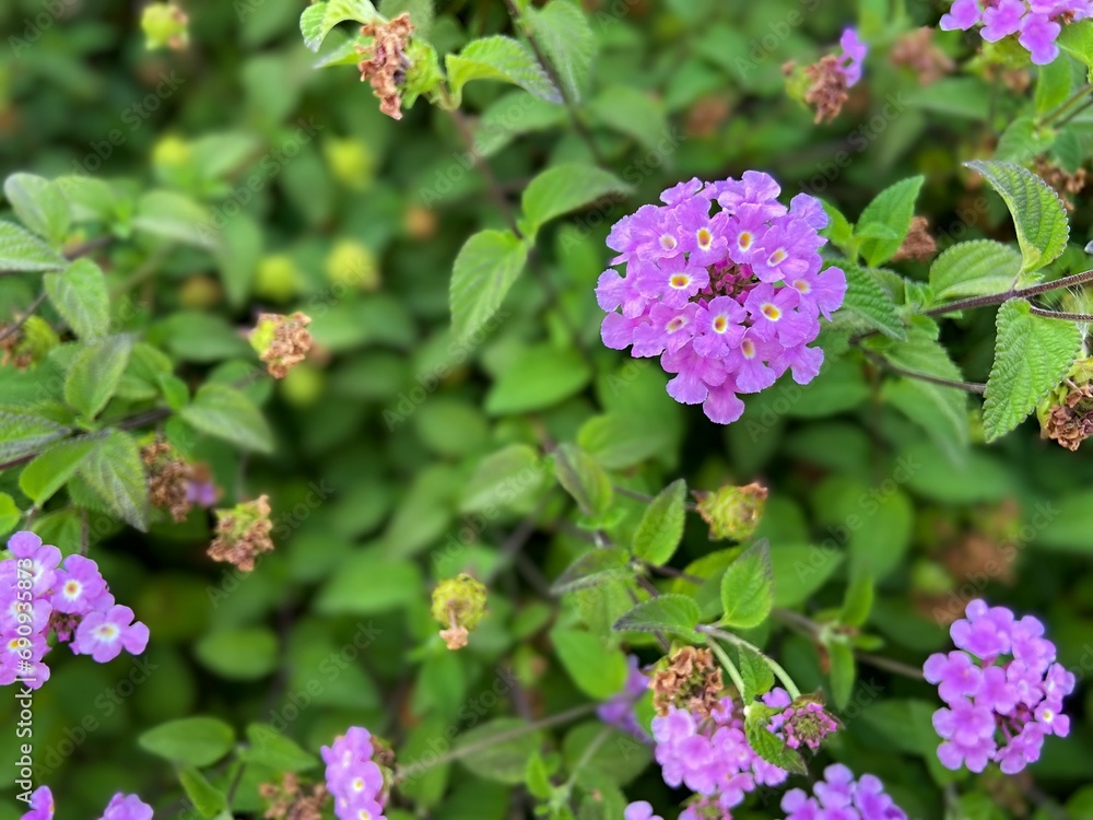 purple flowers in the garden Trailing Shrubverbena purple flowers in the garden Trailing Shrubverbena