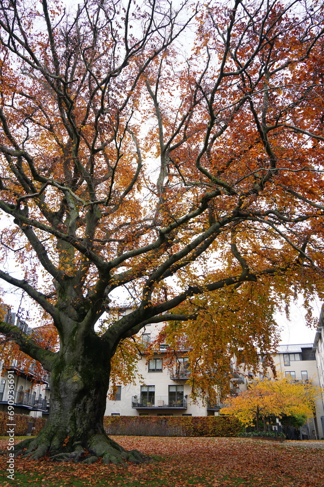 Fototapeta premium Vibrant and tranquil nature in Denmark