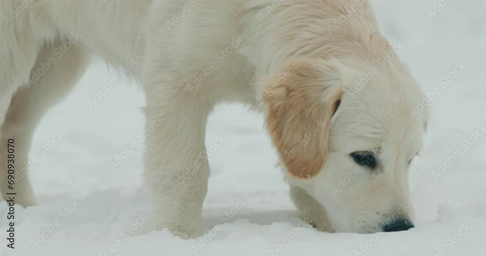 Portrait of an energetic golden retriever digging in the fluffy snow Portrait of an energetic golden retriever digging in the fluffy snow