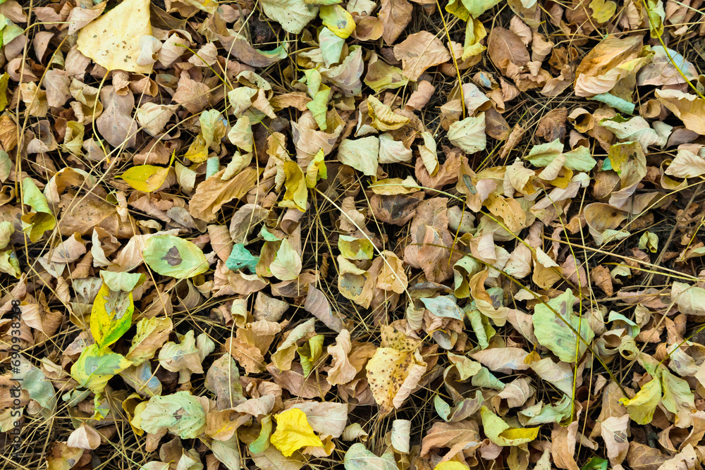 Dry autumn colorful foliage lies on dry grass. Dry autumn colorful foliage lies on dry grass.