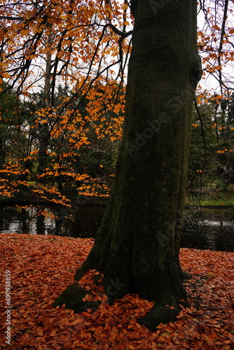 Canvas Print Vibrant and tranquil nature in Denmark