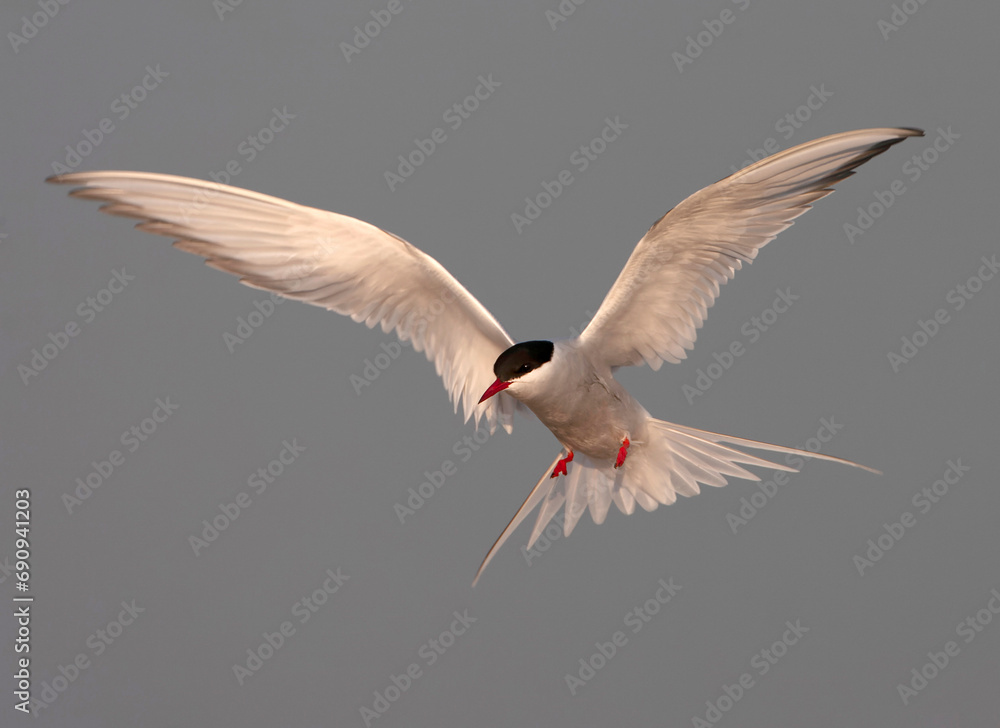 Obraz premium Common Tern, Sterna hirundo