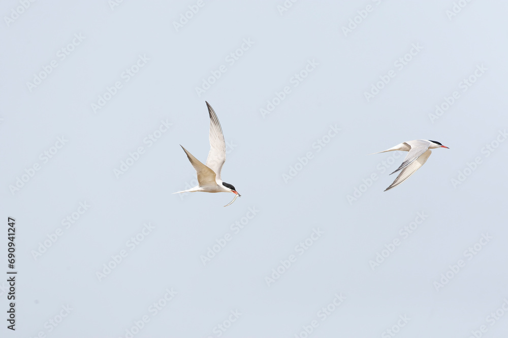 Fototapeta premium Common Tern, Sterna hirundo