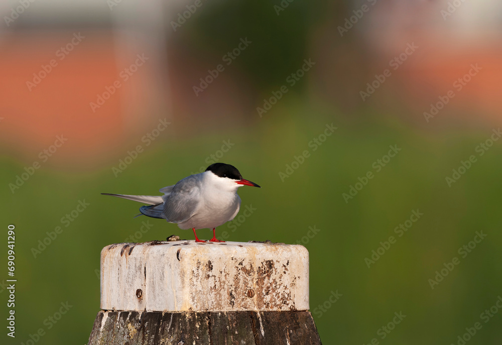 Fototapeta premium Common Tern, Sterna hirundo hirundo
