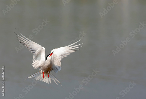 Common Tern, Sterna hirundo photo