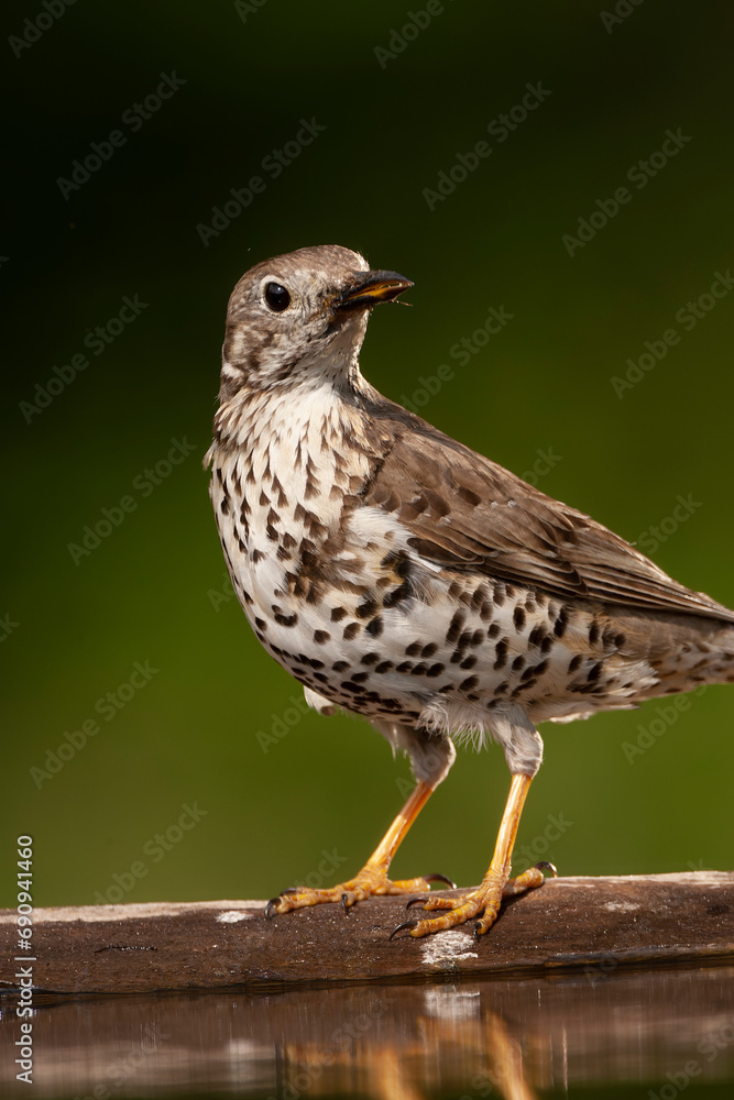 Mistle Thrush, Turdus viscivorus Mistle Thrush, Turdus viscivorus