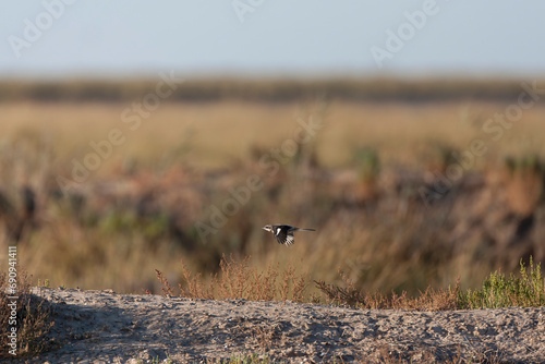 Iberian Grey Shrike, Lanius meridionalis photo