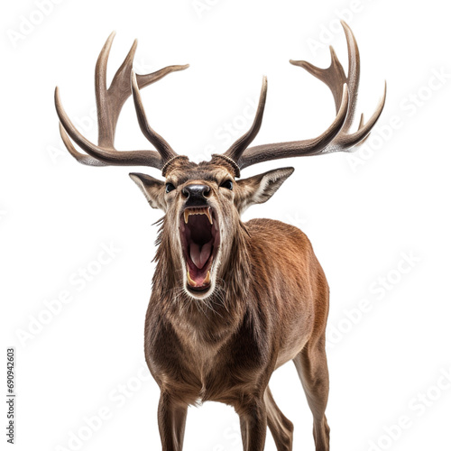 Angry deer, isolated on a transparent-white background. PNG transparent. 