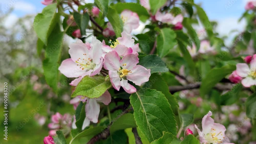 Close-up view of white and pink flowers on apple tree branch swaying in the wind. Springtime orchard background. Soft focus. Slowmotion handheld video. Beauty in nature theme. Close-up view of white and pink flowers on apple tree branch swaying in the wind. Springtime orchard background. Soft focus. Slowmotion handheld video. Beauty in nature theme.