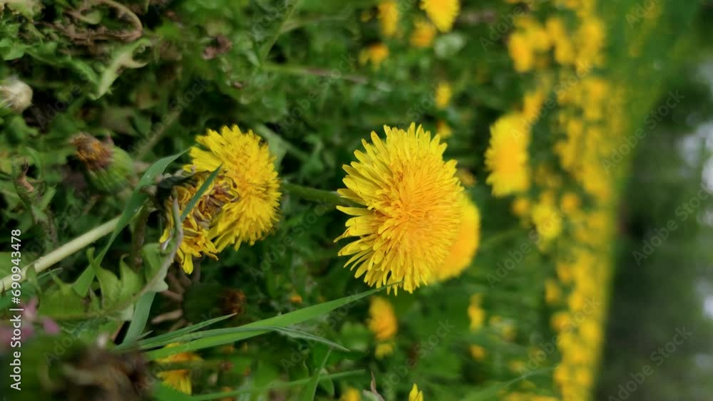 Close-up view of yellow dandelion (Taraxacum officinale) flowers growing on meadow. Soft focus. Slow motion handheld vertical video. Beauty in nature theme. Close-up view of yellow dandelion (Taraxacum officinale) flowers growing on meadow. Soft focus. Slow motion handheld vertical video. Beauty in nature theme.