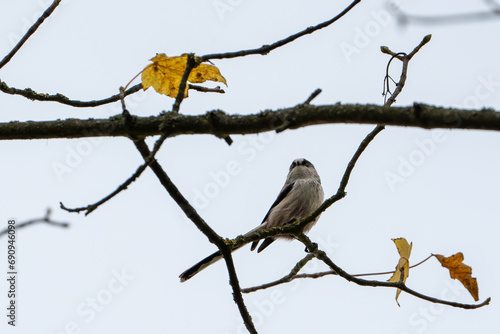 long-tailed tit on branch