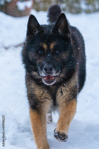 german shepherd dog in snow