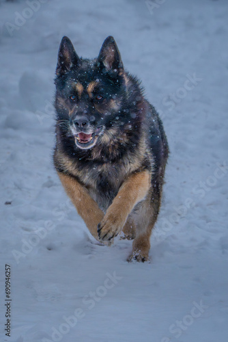 german shepherd dog on snow