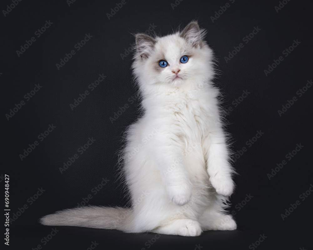Cute young blue bicolor Ragdoll cat kitten, sitting on hind paws like Meerkat with front paws hanging down. Looking straight to camera with blue eyes. Isolated on a black background.