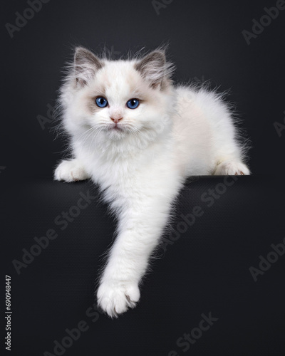 Cute young blue bicolor Ragdoll cat kitten, laying down on edge. Looking straight to camera with blue eyes. Isolated on a black background.