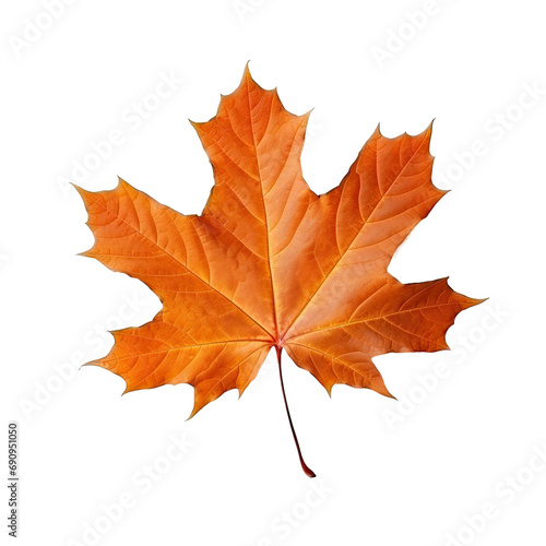 Vibrant Autumn Maple Leaf Isolated