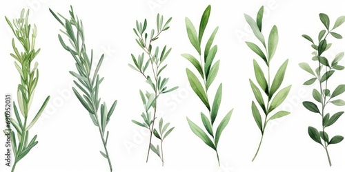 Set of watercolor green leaves rosemary. Collection botanical isolated on white background suitable for Wedding Invitation, save the date, thank you or greeting card, Generative AI