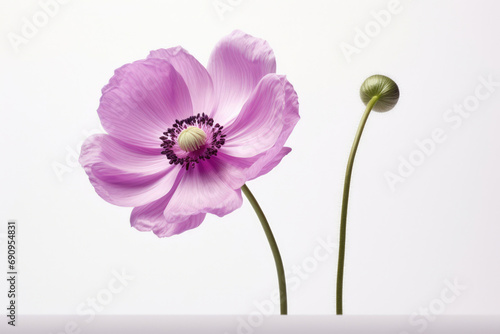 Poppy flower nature blossom beauty plant blooming isolated spring white