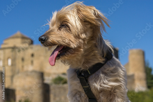 Yorkshire terrier dog on vacation in front of Loarre castle Huesca Spain traveling with pet