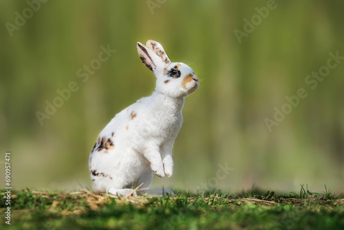 Obraz na płótnie Tricolor rex rabbit in summer w salonie