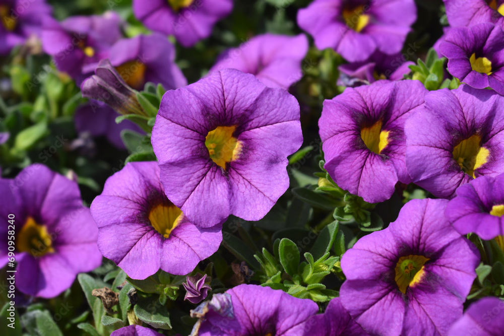Calibrachoa Calipetite Blue flowers Calibrachoa Calipetite Blue flowers